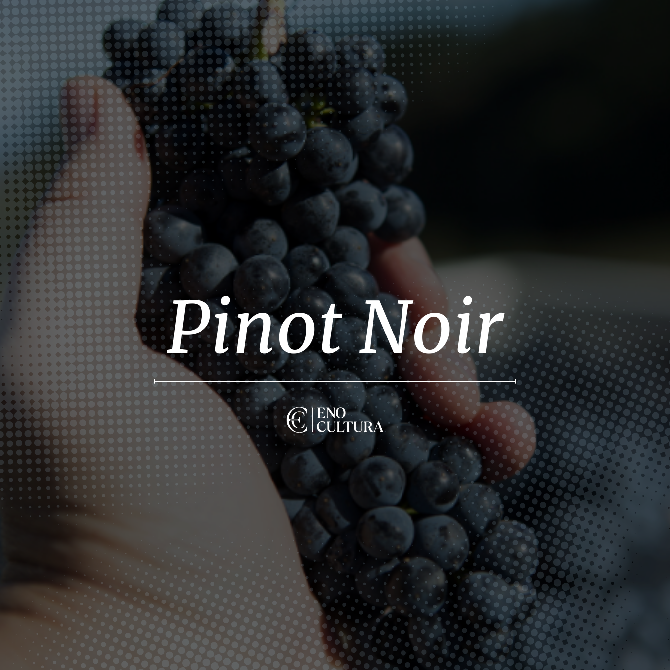 Pinot Noir | Curso Online